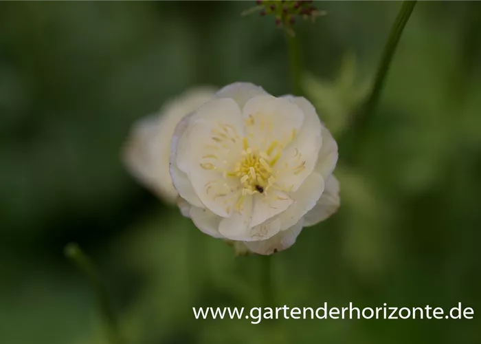 Garten-Trollblume 'New Moon' Garten-Trollblume 'New Moon'