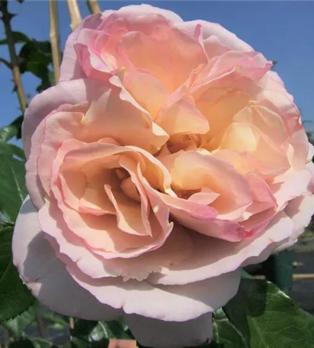 Strauchrose 'Herkules'® Strauchrose 'Herkules'®