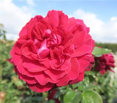 Edelrose 'Bellevue'® Edelrose 'Bellevue'®