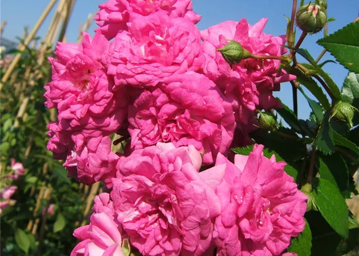 Kletterrose 'Super Dorothy'® Kletterrose 'Super Dorothy'®