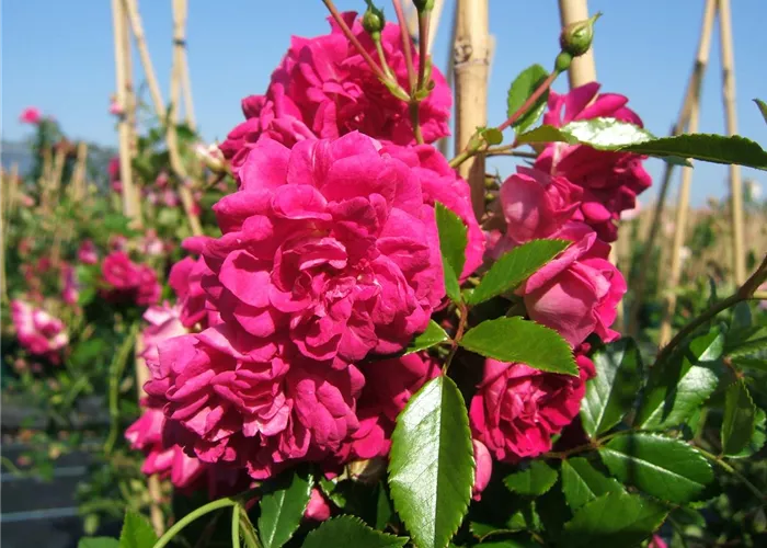 Kletterrose 'Super Excelsa'®