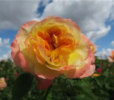 Beetrose 'Henri Delbard'® Beetrose 'Henri Delbard'®