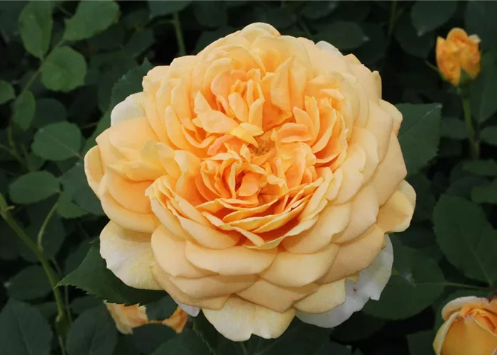 Strauchrose 'Golden Celebration'® Strauchrose 'Golden Celebration'®
