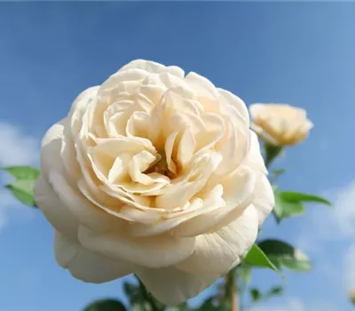 Strauchrose 'Artemis'® Strauchrose 'Artemis'®