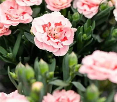 Dianthus 'Oscar® Pink Star'