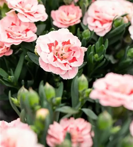 Dianthus 'Oscar® Pink Star' Dianthus 'Oscar® Pink Star'