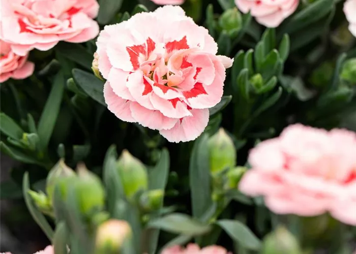 Dianthus 'Oscar® Pink Star' Dianthus 'Oscar® Pink Star'
