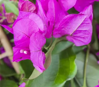 Bougainvillea 'Vera Purple'  Bougainvillea 'Vera Purple'