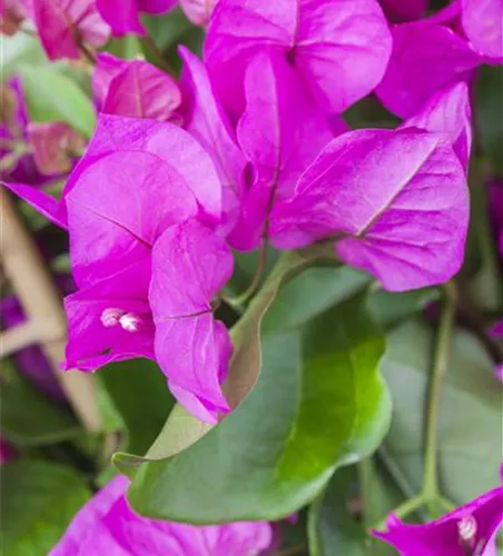 Bougainvillea 'Vera Purple' 