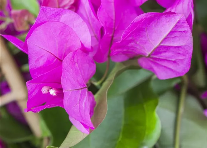 Bougainvillea 'Vera Purple'  Bougainvillea 'Vera Purple'