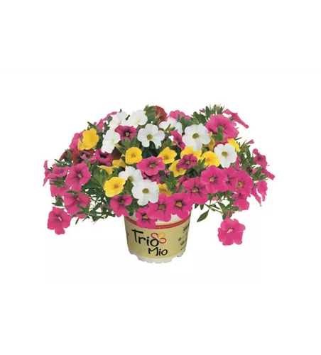 TrioMio™ 'SUPERBELLS™ 'Poesie'