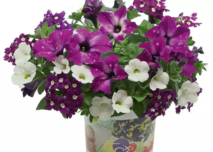 Trixi® Interspecific 'Circus Sky'