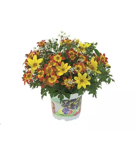 Trixi® Interspecific 'Euphorbee'