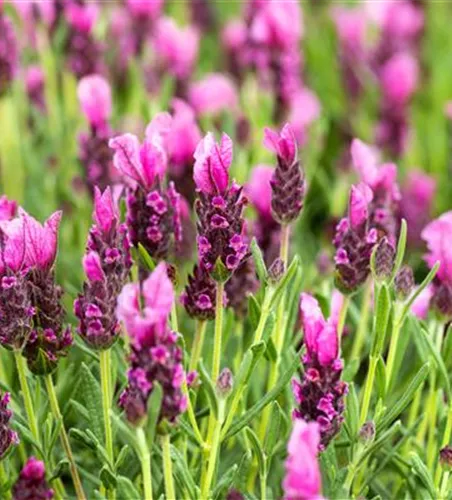 Lavandula stoechas 'Papillon'
