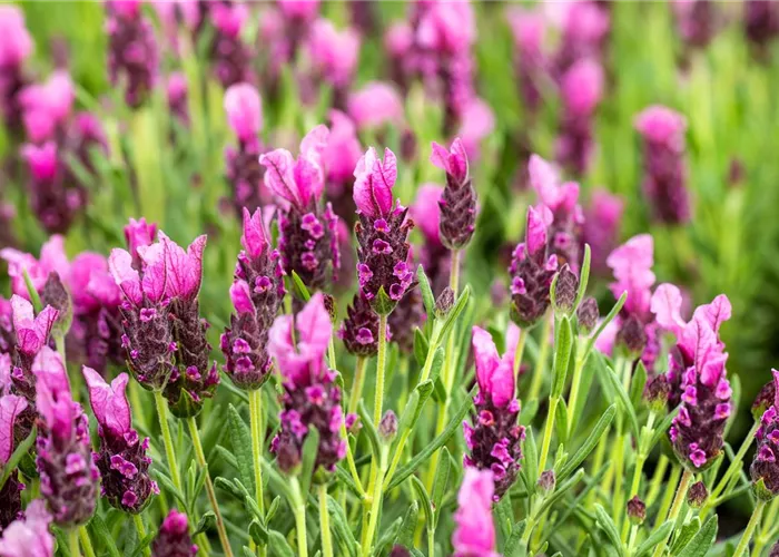 Lavandula stoechas 'Papillon' Lavandula stoechas 'Papillon'