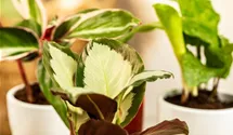 Calathea picturata