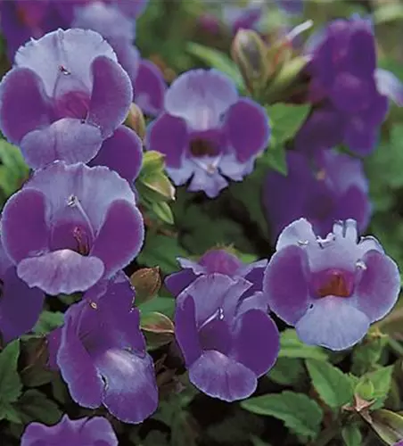 Torenia SUMMER WAVE™ 'Large Blue'(s)