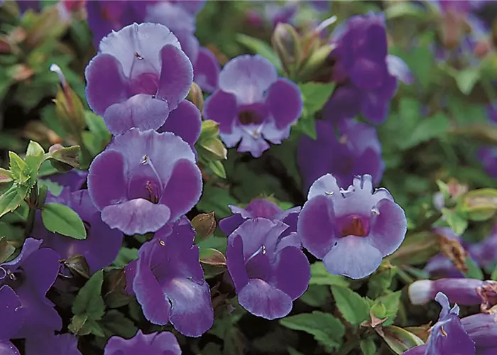 Torenia SUMMER WAVE™ 'Large Blue'(s)