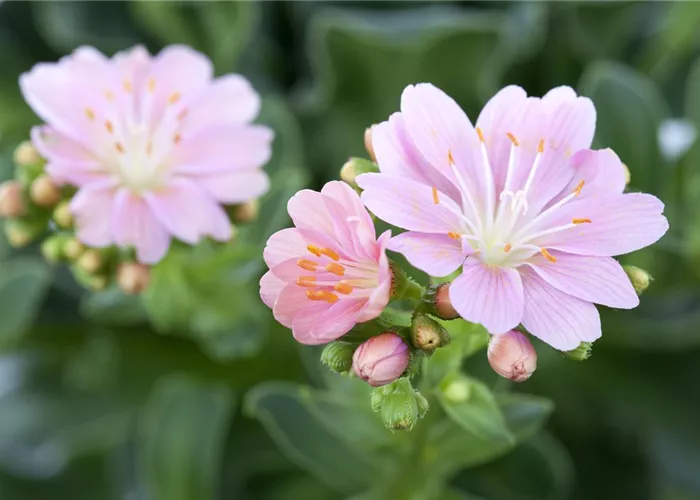 Lewisia cotyledon 'Mix'