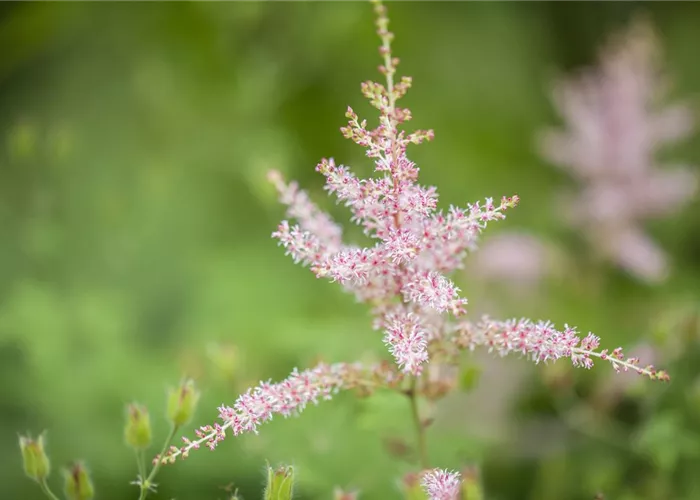 Astilbe chinensis 'Spotlight'
