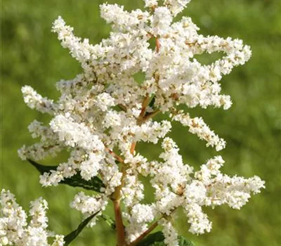 Astilbe japonica 'Deutschland' 