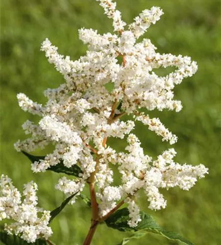 Astilbe japonica 'Deutschland' 