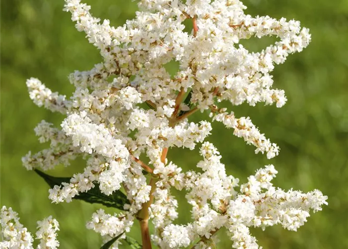 Astilbe japonica 'Deutschland' 