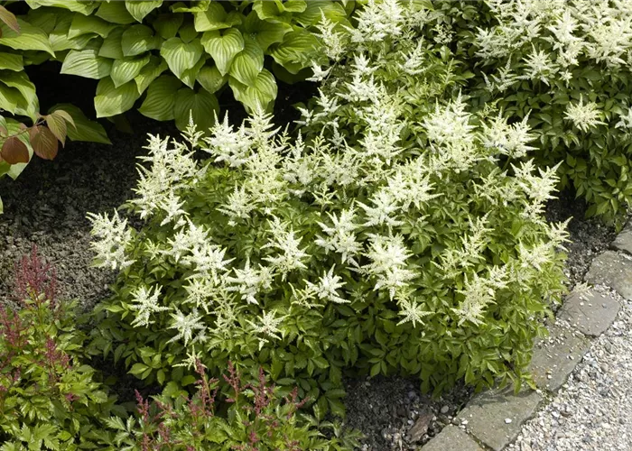 Astilbe japonica 'Washington' 