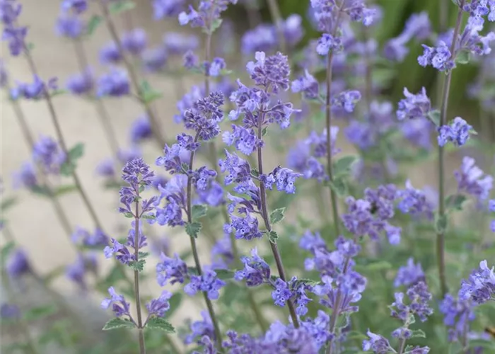 Nepeta x faassenii 'Six Hills Giant' 