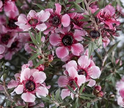 Leptospermum scoparium Leptospermum scoparium