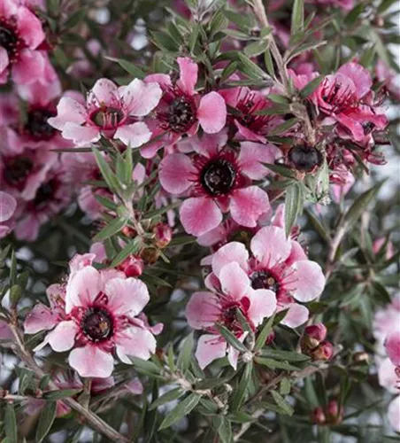 Leptospermum scoparium