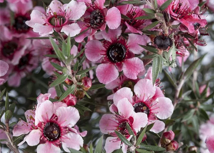 Leptospermum scoparium