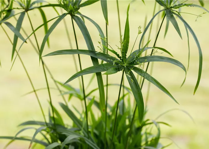Cyperus papyrus 'Percamentus' 