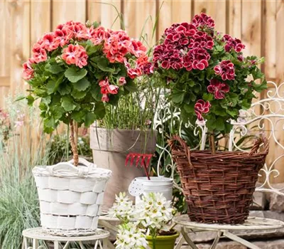 Pelargonium grandiflorum, Stamm  Pelargonium grandiflorum, Stamm