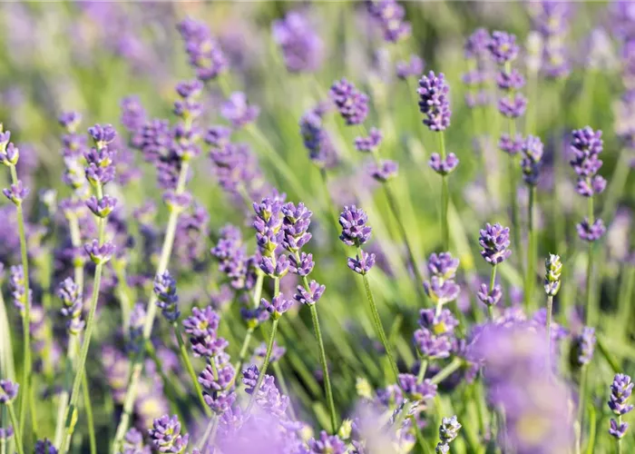 Lavandula x intermedia 'Grosso' 