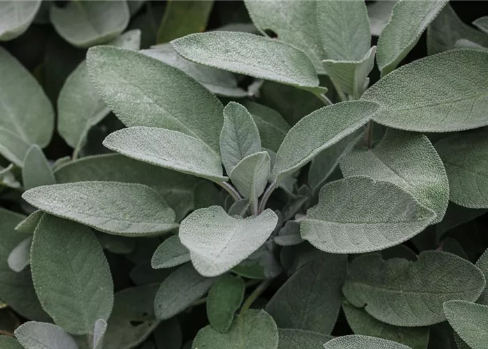 Salvia officinalis 'Maxima'