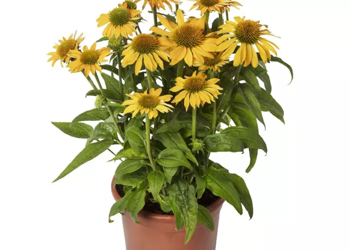 Echinacea 'Prairie Blaze Golden Yellow'