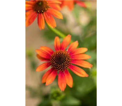 Echinacea 'Prairie Blaze Orange Sunset'