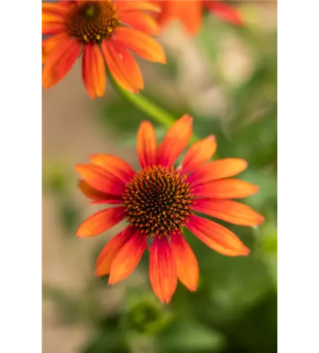 Echinacea 'Prairie Blaze Orange Sunset'