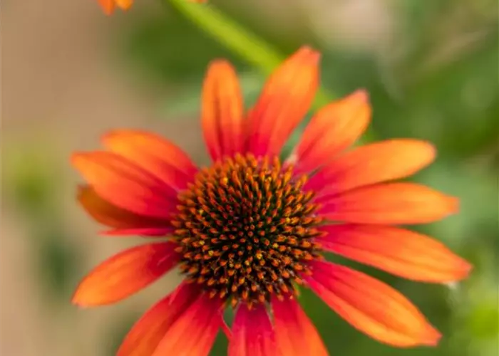 Echinacea 'Prairie Blaze Orange Sunset'