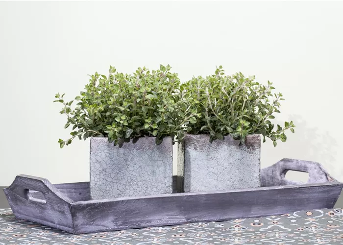 Origanum vulgare Origanum vulgare