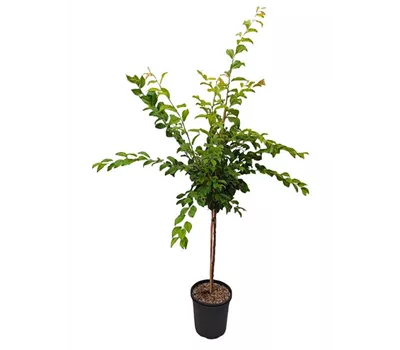 Japanische Pflaume 'Golden Japan' Japanische Pflaume 'Golden Japan'