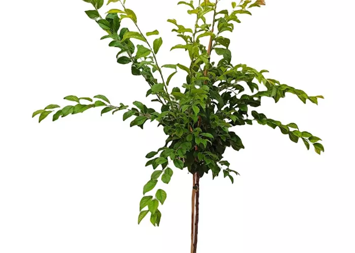 Japanische Pflaume 'Golden Japan' Japanische Pflaume 'Golden Japan'