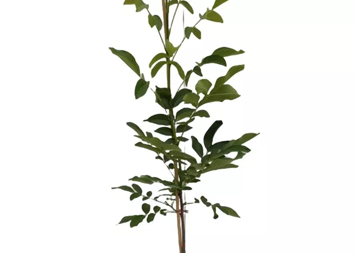 Walnuss 'Franquette' Walnuss 'Franquette'