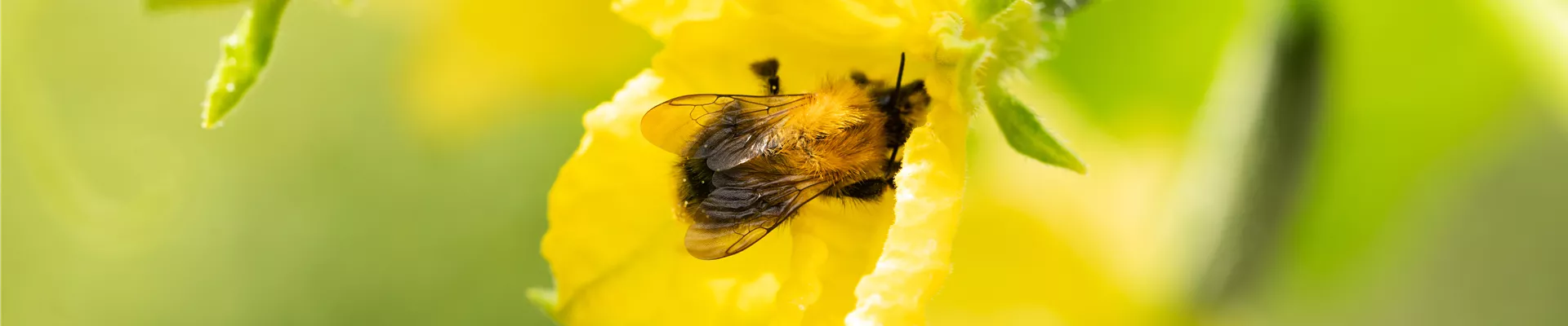 Cucumis sativus Cucumis sativus