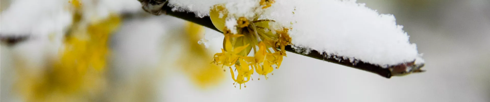 Cornus mas Cornus mas