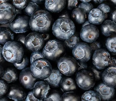 Blaubeere oder Schwarzbeere – die Heidelbeere hat viele Namen und viel Geschmack Blaubeere oder Schwarzbeere – die Heidelbeere hat viele Namen und viel Geschmack