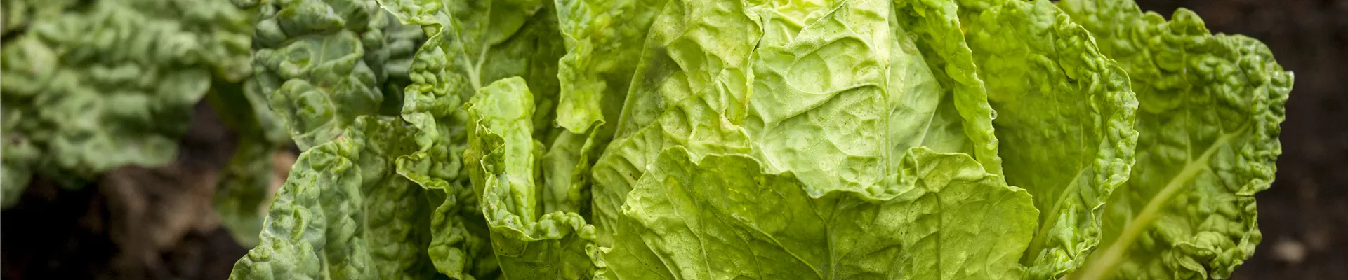 Brassica oleracea var. capitata var. sabauda 'Typ Vorbote' Brassica oleracea var. capitata var. sabauda 'Typ Vorbote'