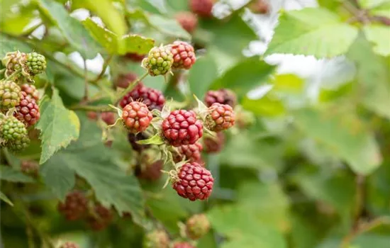 Im Frühjahr Brombeeren pflanzen für eine erfolgreiche Ernte Im Frühjahr Brombeeren pflanzen für eine erfolgreiche Ernte