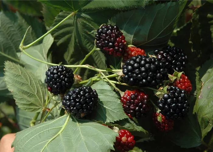 Rubus occidentalis 'Black Jewel' 